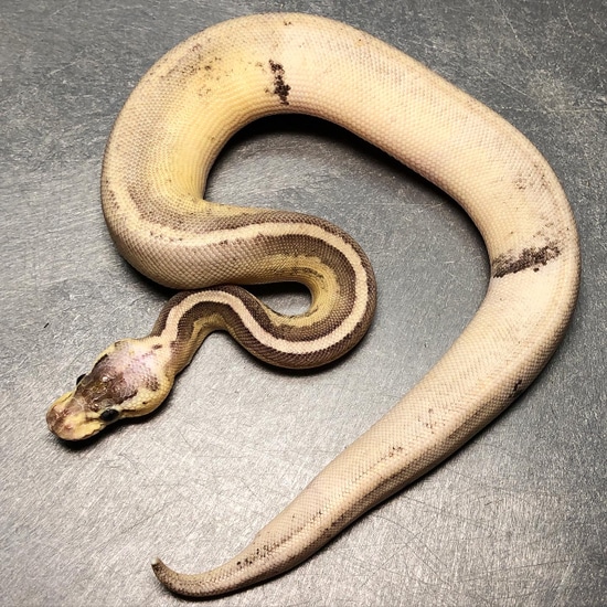 Sandblast Sterling Het Pied Ball Python by Trademark Exotics