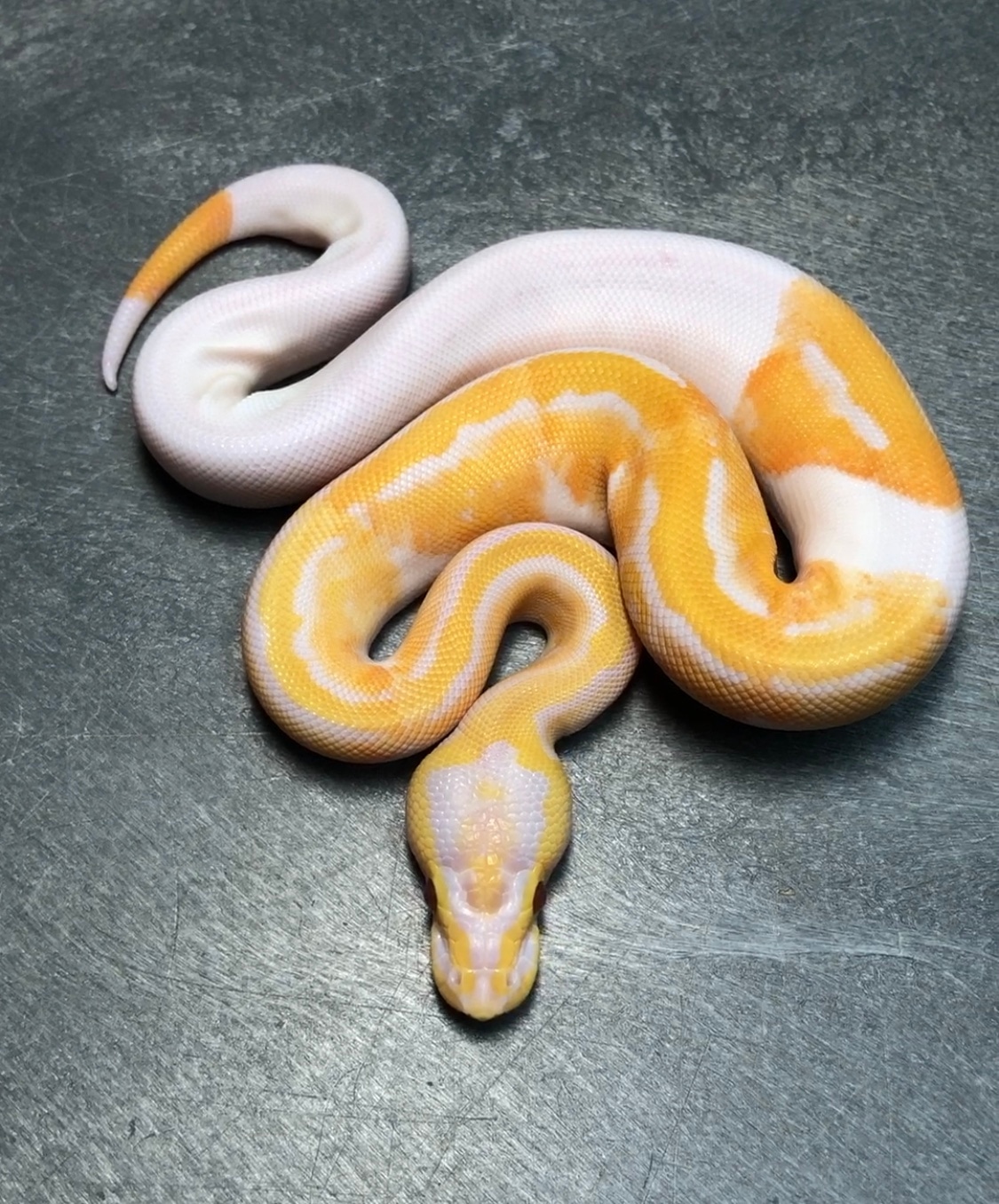 Pastel Dreamsicle Ball Python by Trademark Exotics - MorphMarket