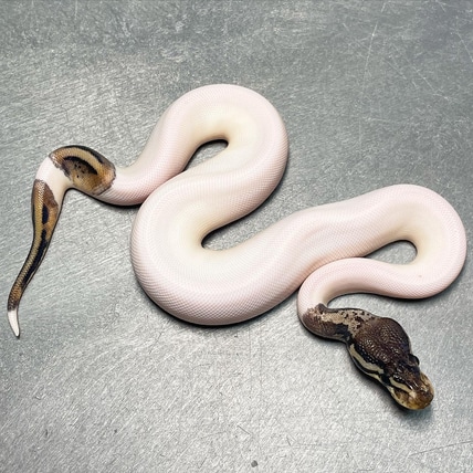 Urban Camo (Possible Super Sandblast) Ball Python by Trademark Exotics ...
