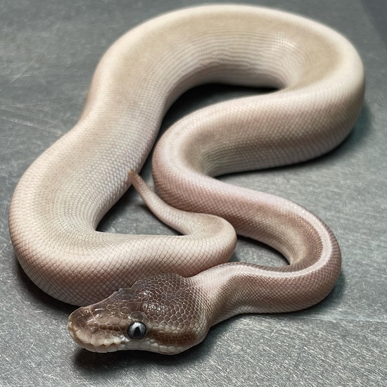 Mystic Potion Het Pied Ball Python by Trademark Exotics