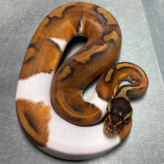 Enchi Cinnamon Pied Ball Python by Trademark Exotics