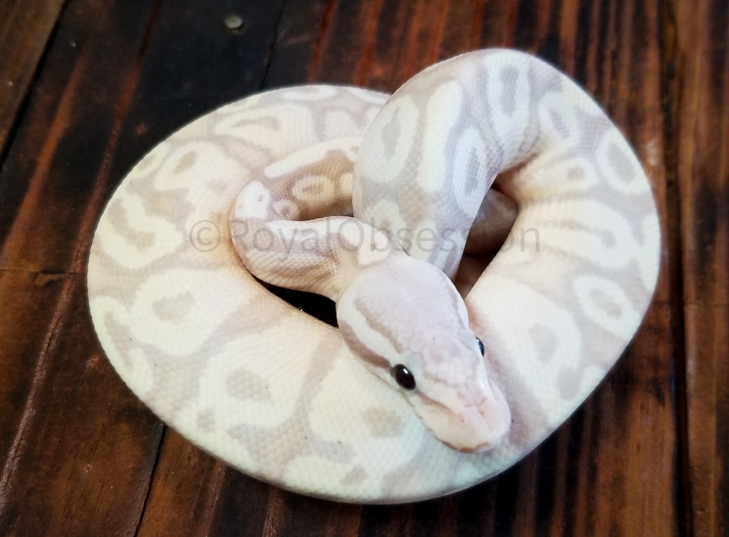 Banana Mojave Pastel Fire Het Ultramel Ball Python by Royal Obsession ...