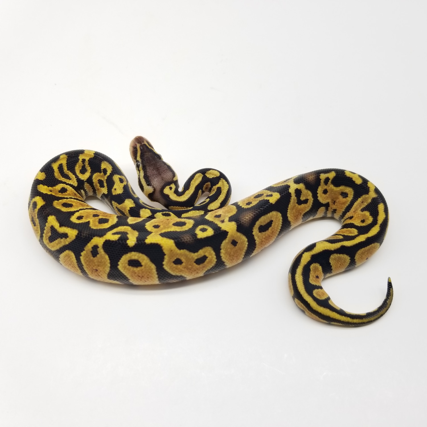 Pastel Het Ghost Ball Python by Royal Obsession MorphMarket