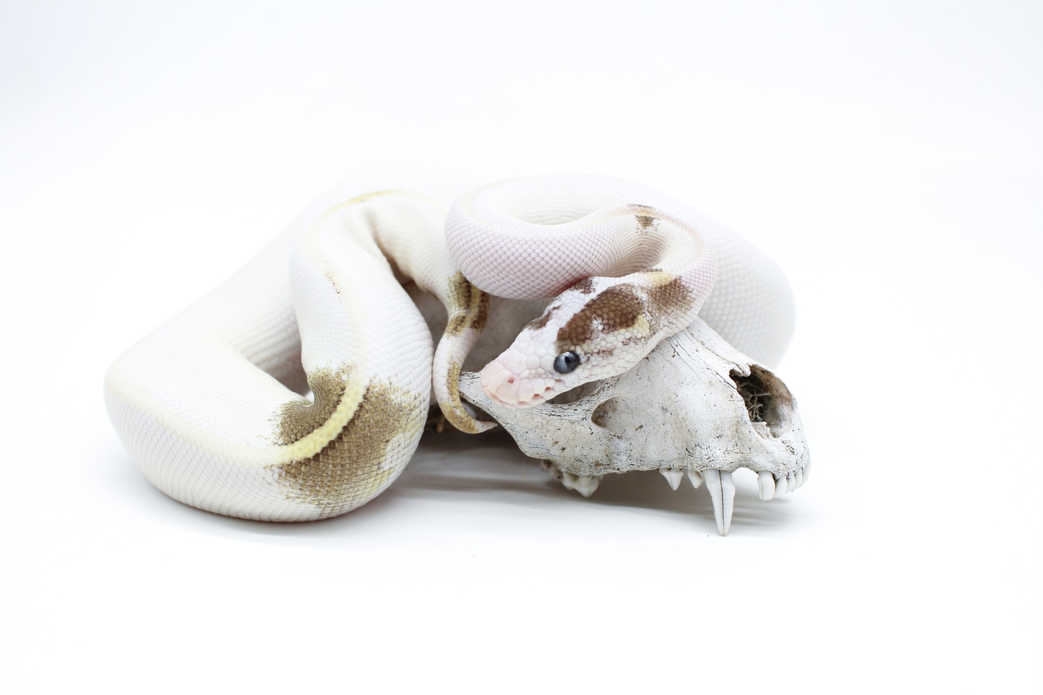 Paradox Blue Eyed Leucistic Ball Python by Royal Obsession - MorphMarket