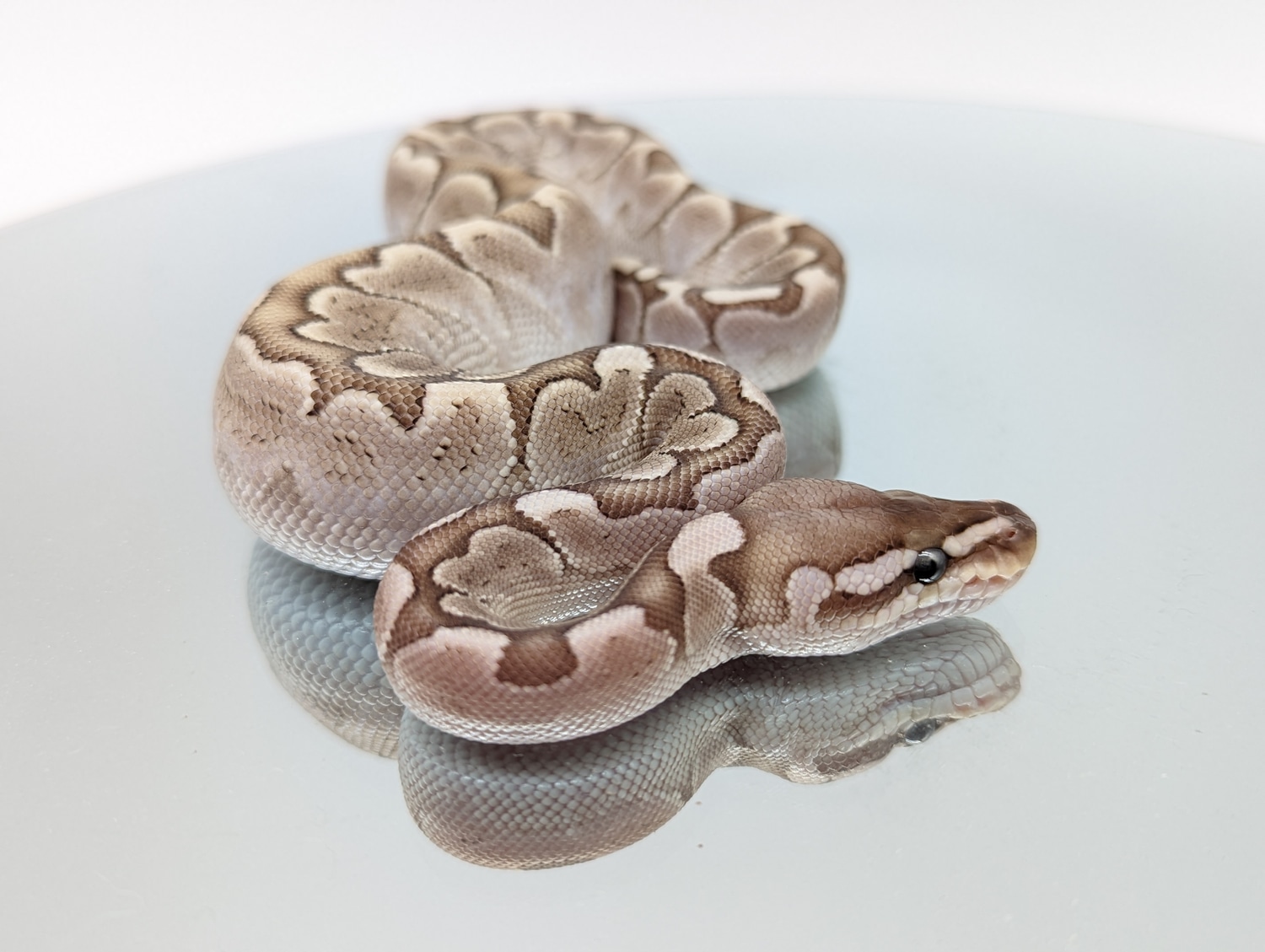 Bamboo Ball Python by Royal Obsession - MorphMarket