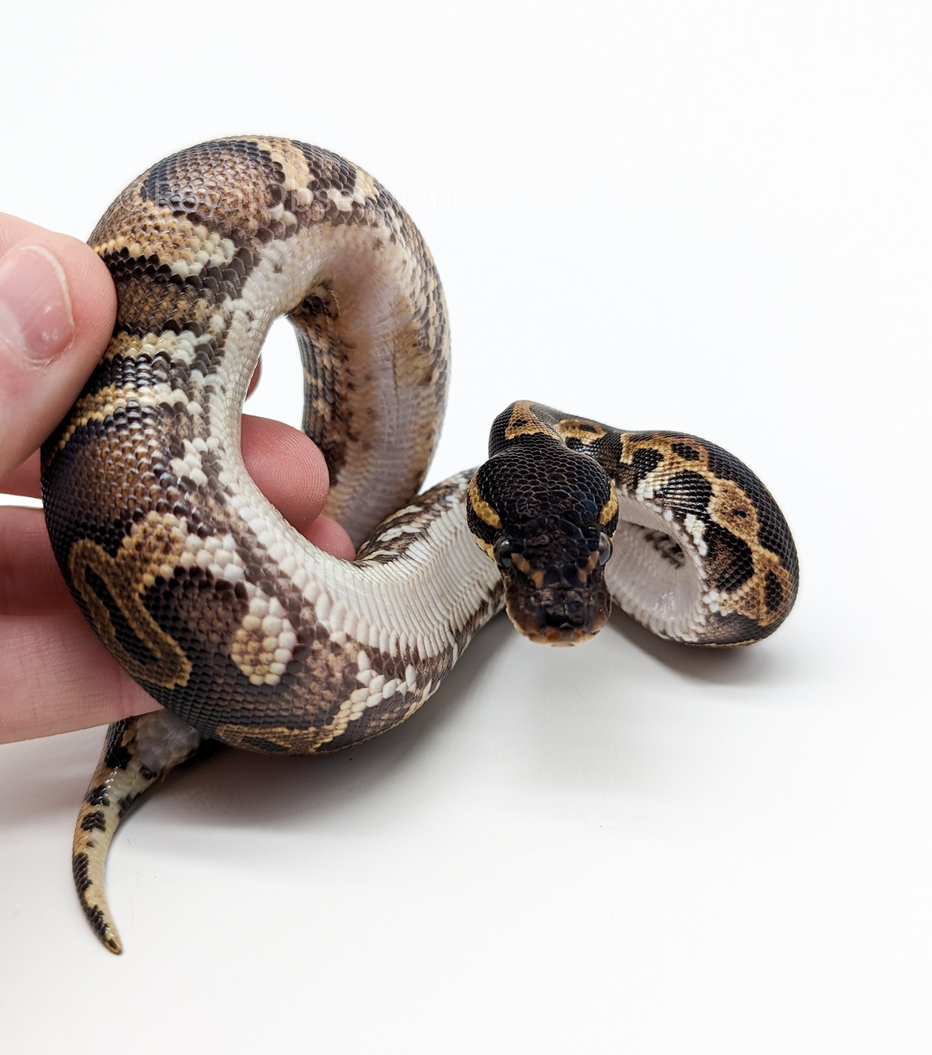 Black Head Yellow Belly Ball Python by Royal Obsession - MorphMarket