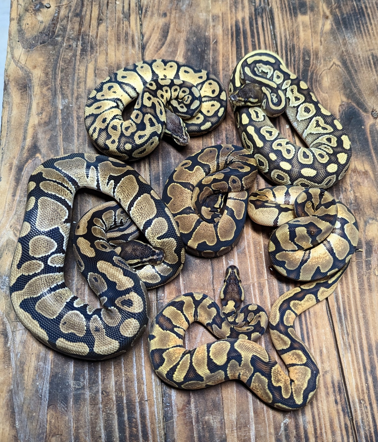 Group Of Single Gene Ball 300 Shipped Ball Python by Royal Obsession ...