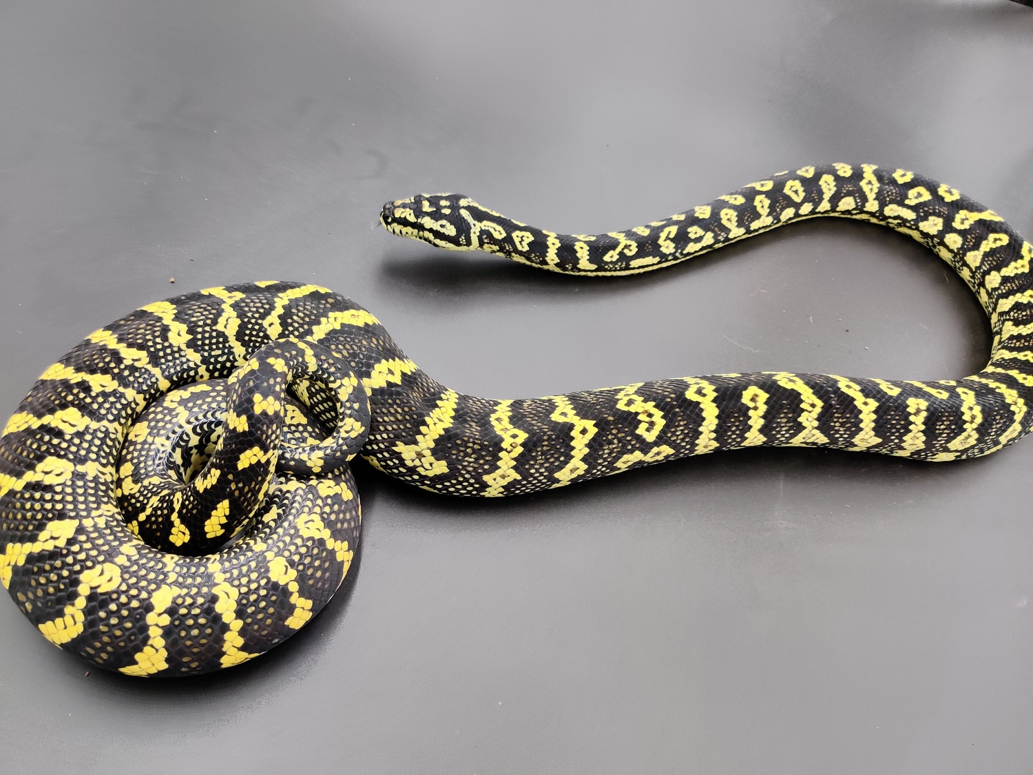 Fawkes Jungle Carpet Python by Cretaceous Creatures MorphMarket