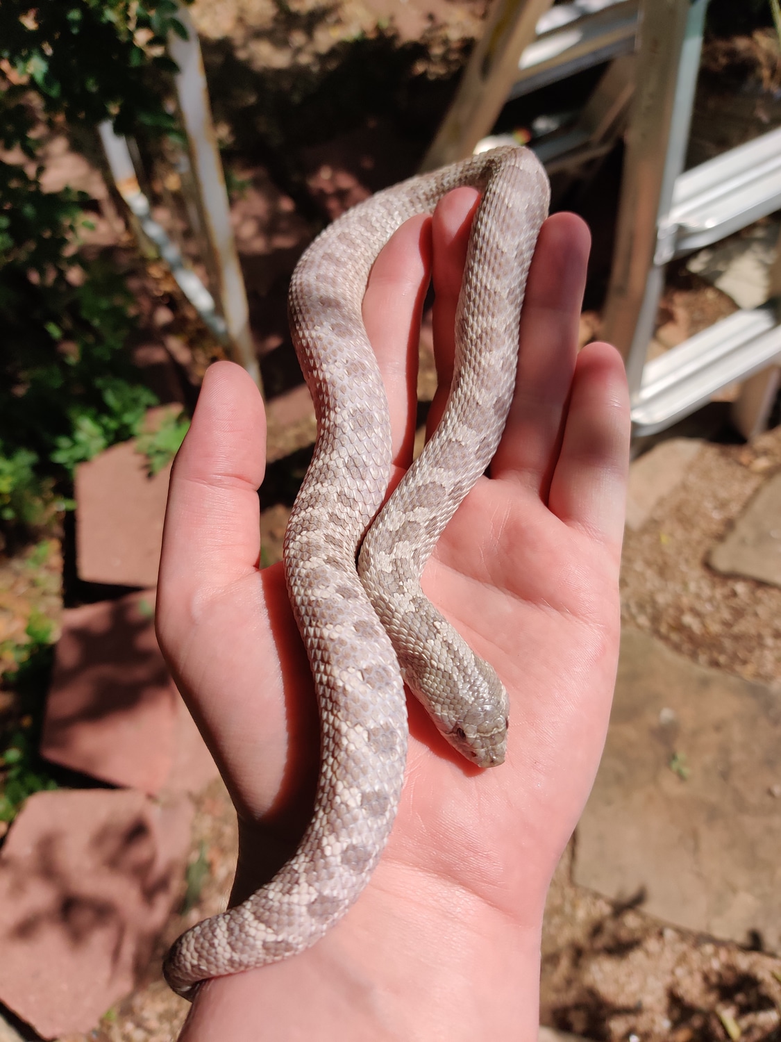 Lavender Pos Het Albino Western Hognose by Cretaceous Creatures