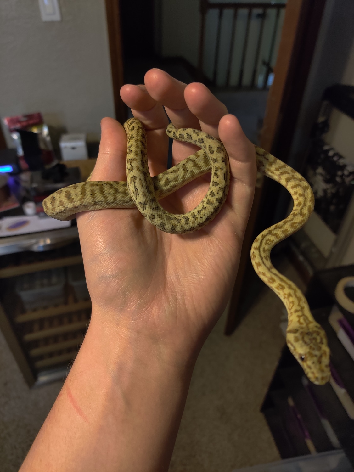 Prob Super Caramel Zebra Jaguar Other Carpet Python by Cretaceous