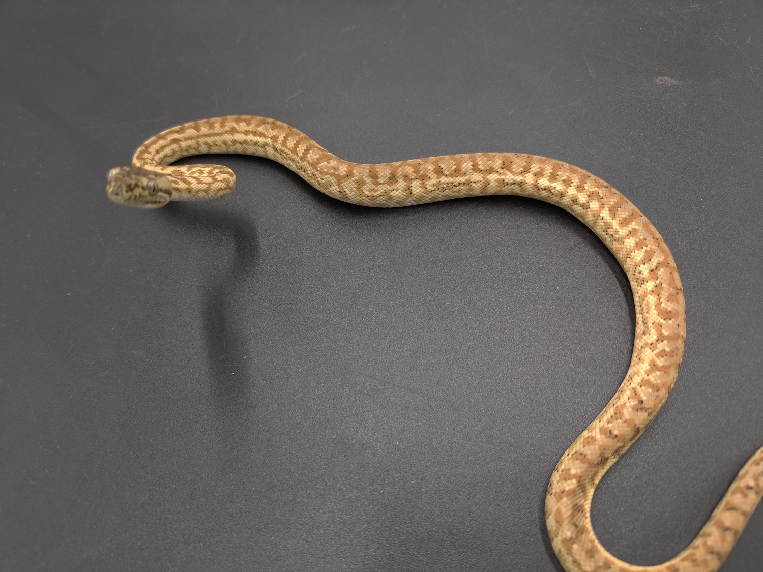 Prob Super Caramel Zebra Jaguar Other Carpet Python by Cretaceous ...