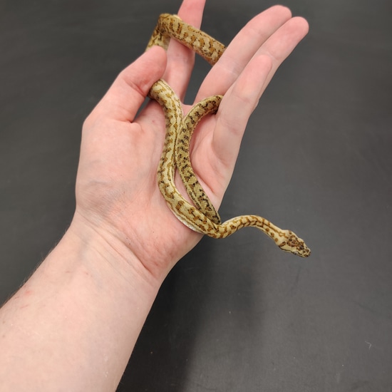 Caramel Zebra Jaguar Other Carpet Python by Cretaceous Creatures