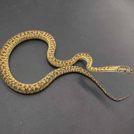 Pos Super Caramel Zebra Jaguar Other Carpet Python by Cretaceous Creatures