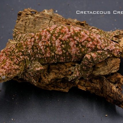 Spitfire - Pine Isle X Sakura Leachianus Gecko