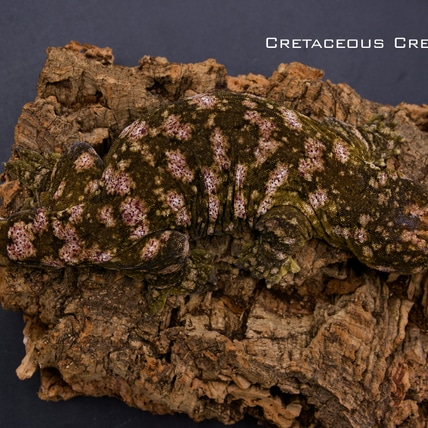 Glitter - GTA/C X Nuu Ana Leachianus Gecko
