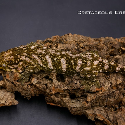 RTB Granite Line Leachianus Gecko