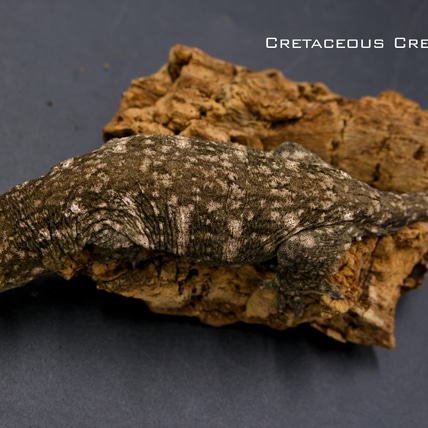 Granite Line Leachianus Gecko