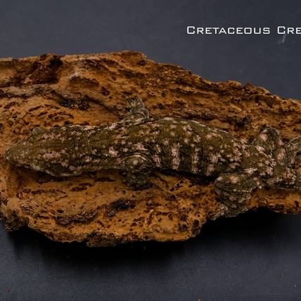 Granite Line Leachianus Gecko
