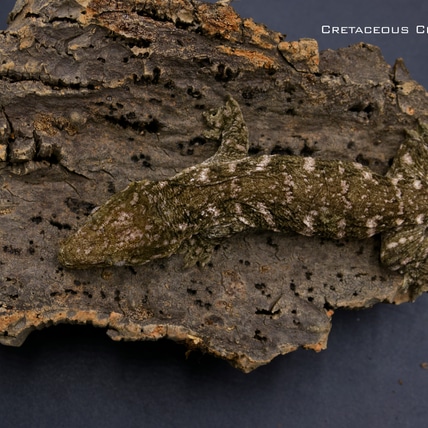 Granite Line Leachianus Gecko