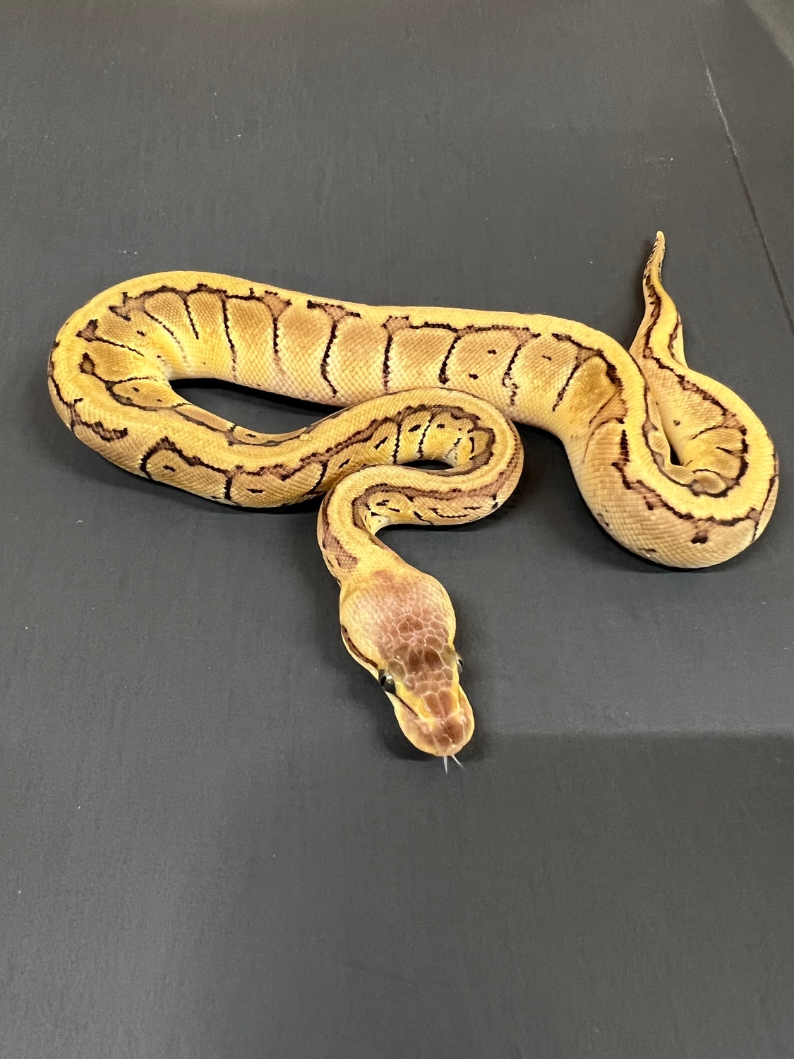Lemon Blast 100% Het Pied Ball Python by Pirate Pythons - MorphMarket