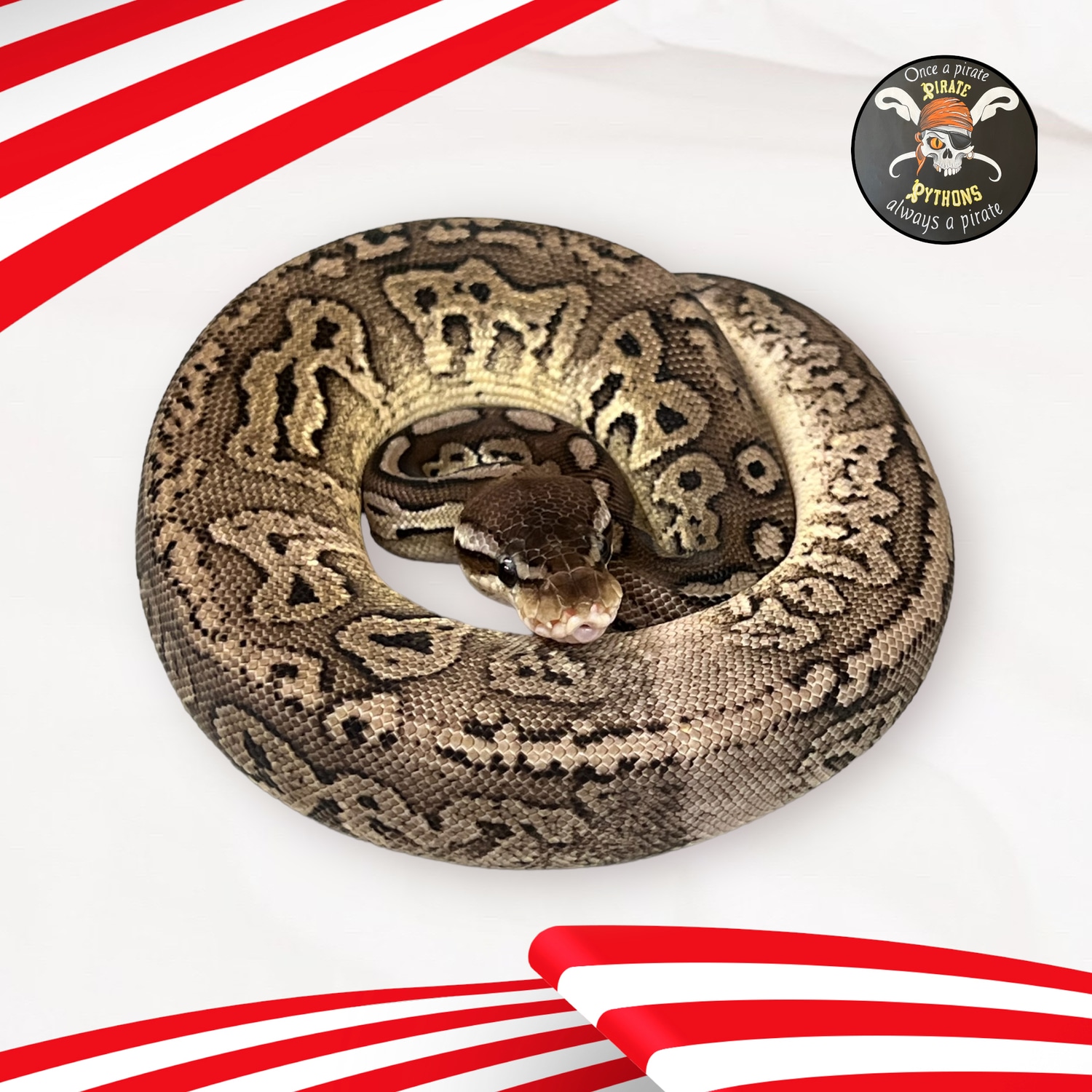 Pastel Cinnamon Het Pied (Shipping Included) Ball Python by Pirate ...
