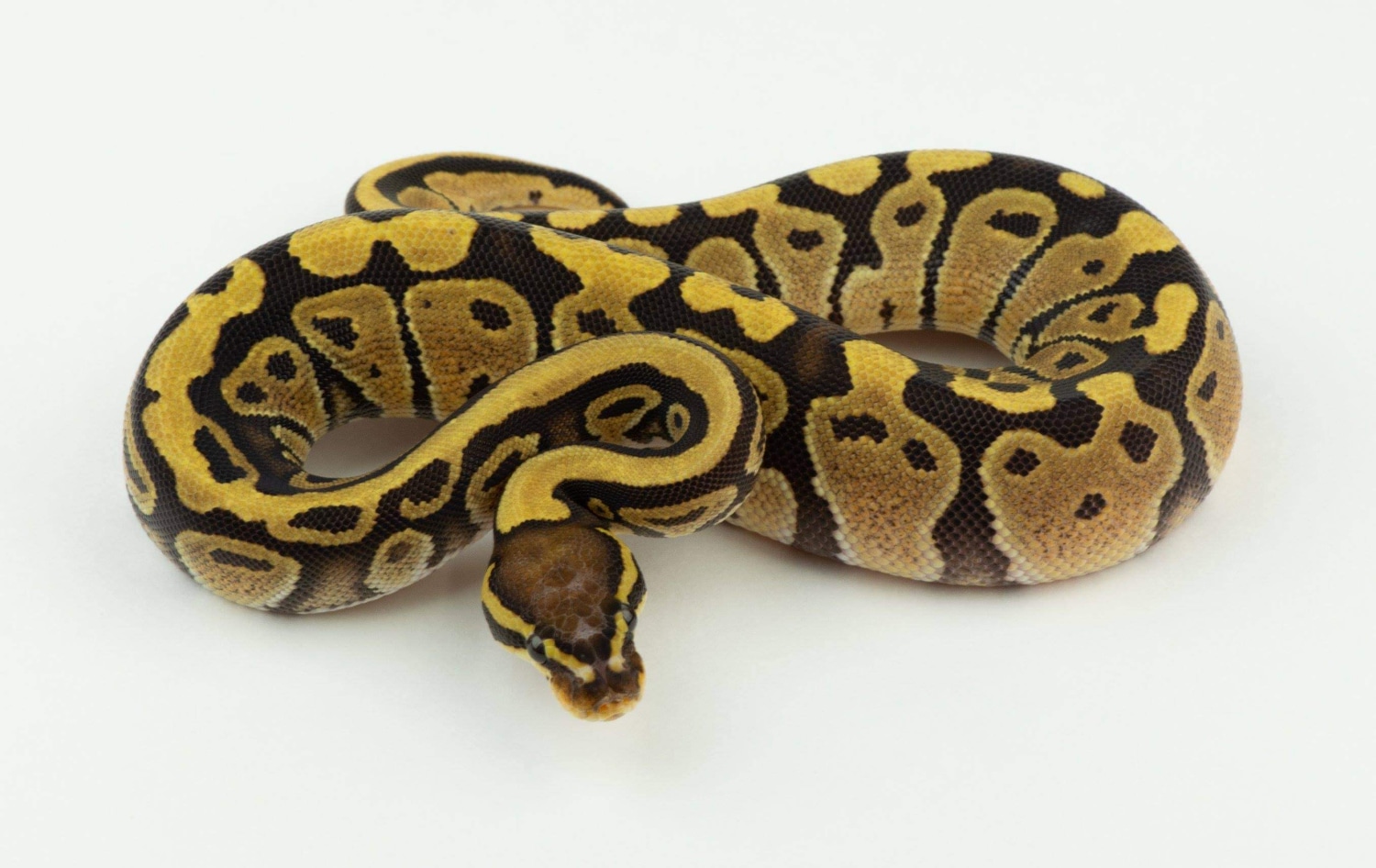 Fire Scaleless Head Ball Python by Warren Reptiles - MorphMarket