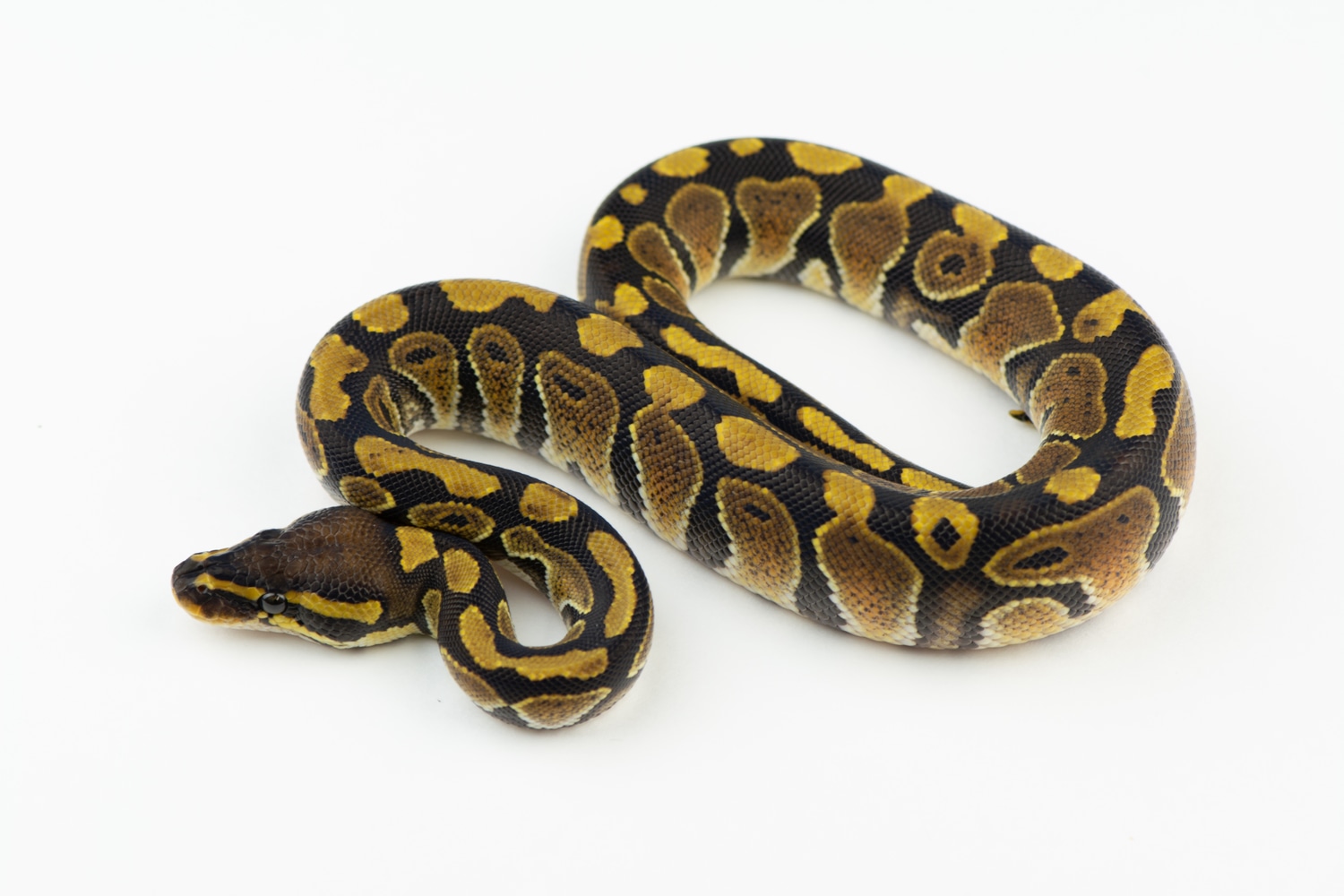 Het Candy Ball Python by Warren Reptiles - MorphMarket