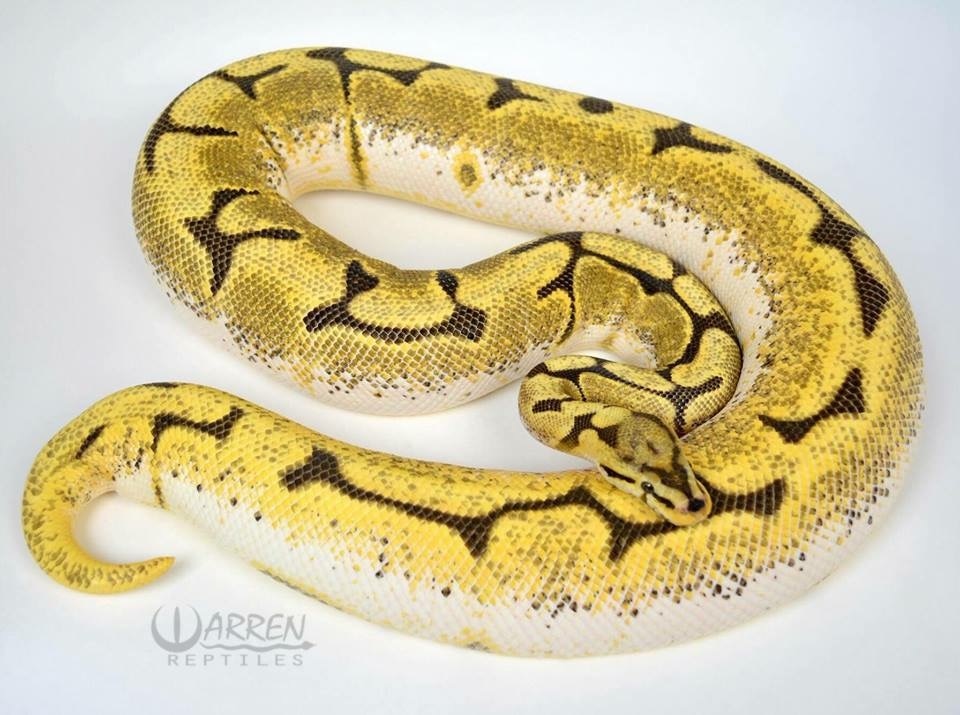 Proven Dreambee Yellowbelly Ball Python by Warren Reptiles MorphMarket