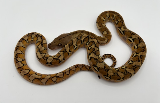 Sun Platty Triple Het Anthrax GS Mocha/Purple Reticulated Python by ...