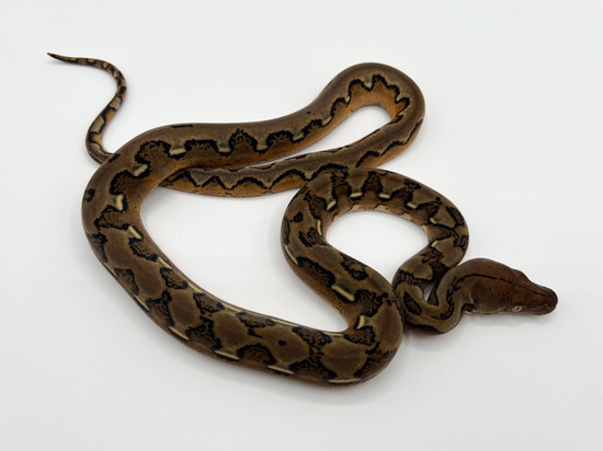 Sunfire Triple Het Anthrax GS Mocha/Purple Reticulated Python by Warren ...