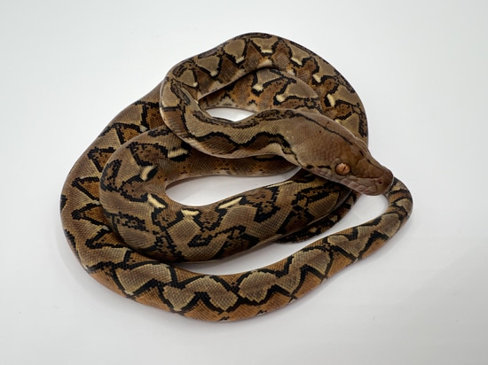 Sunfire Triple Het Anthrax GS Mocha/Purple Reticulated Python by Warren ...