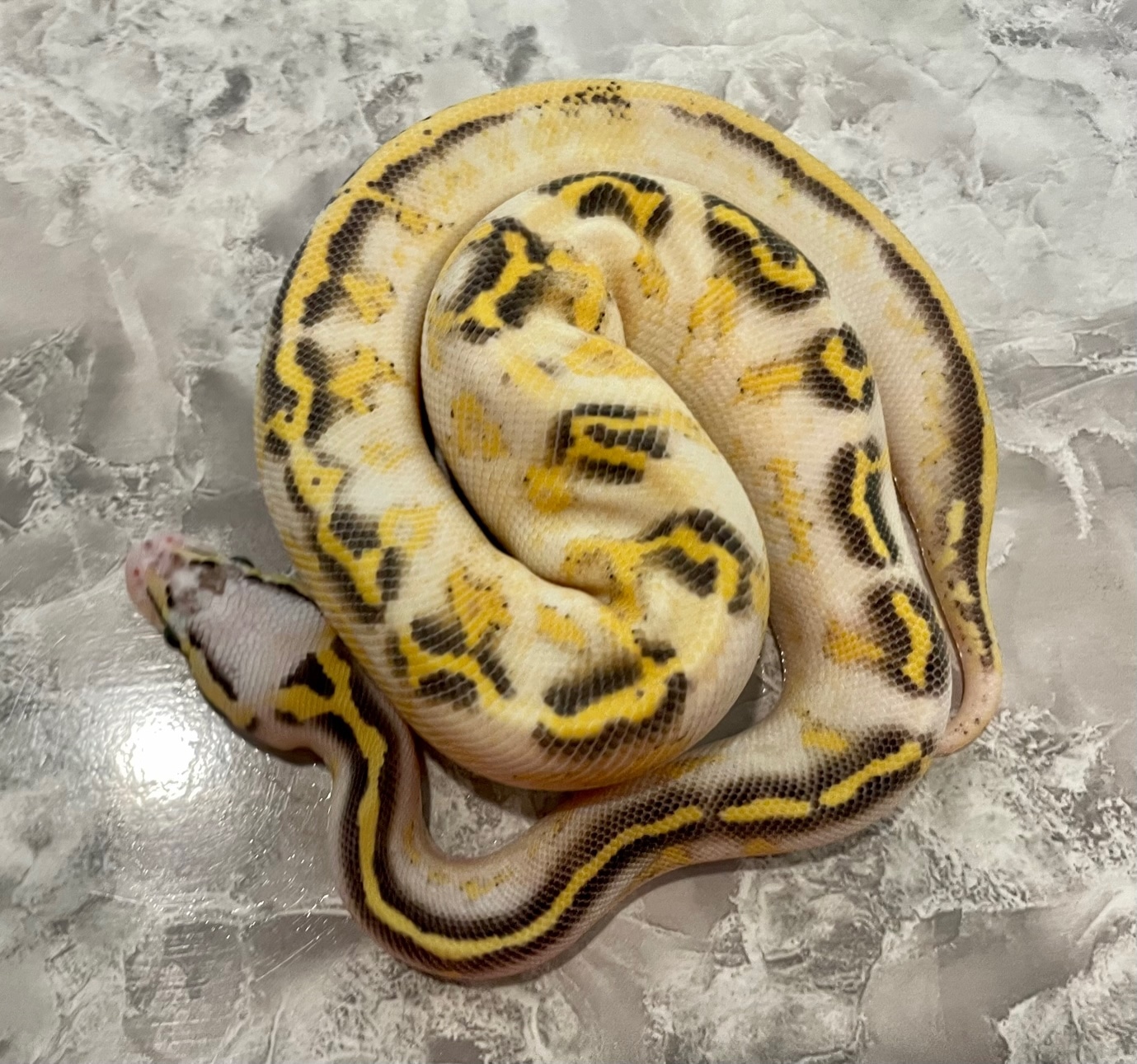 Soul Ball Python by TLB Reptiles - MorphMarket