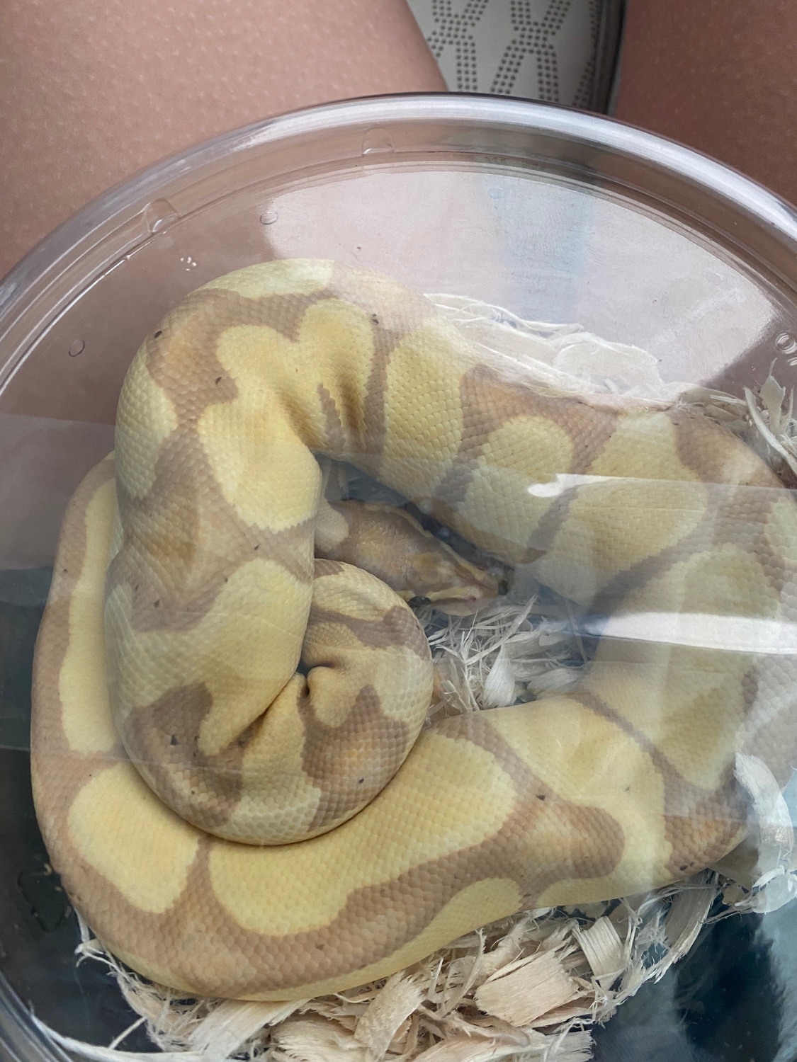 Monte Ball Python by Treasure Coast Reptiles - MorphMarket