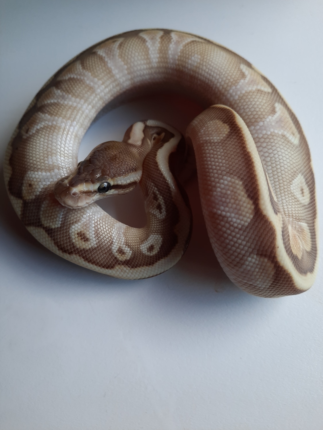 HGW Granite Lesser Spector Ball Python by Stonevetz Reptiles - MorphMarket