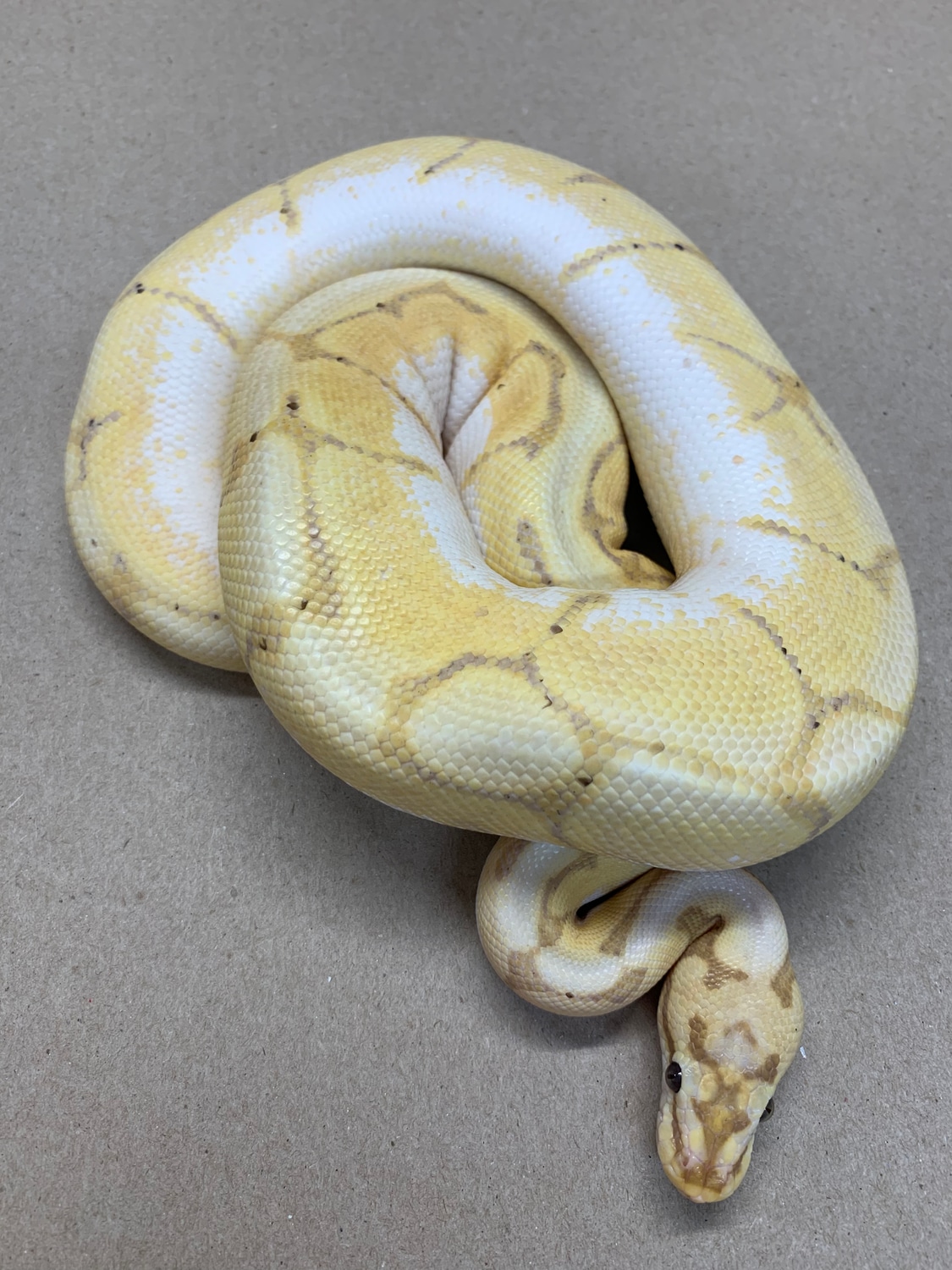Banana Spider Ball Python by Treehouse Reptiles MorphMarket