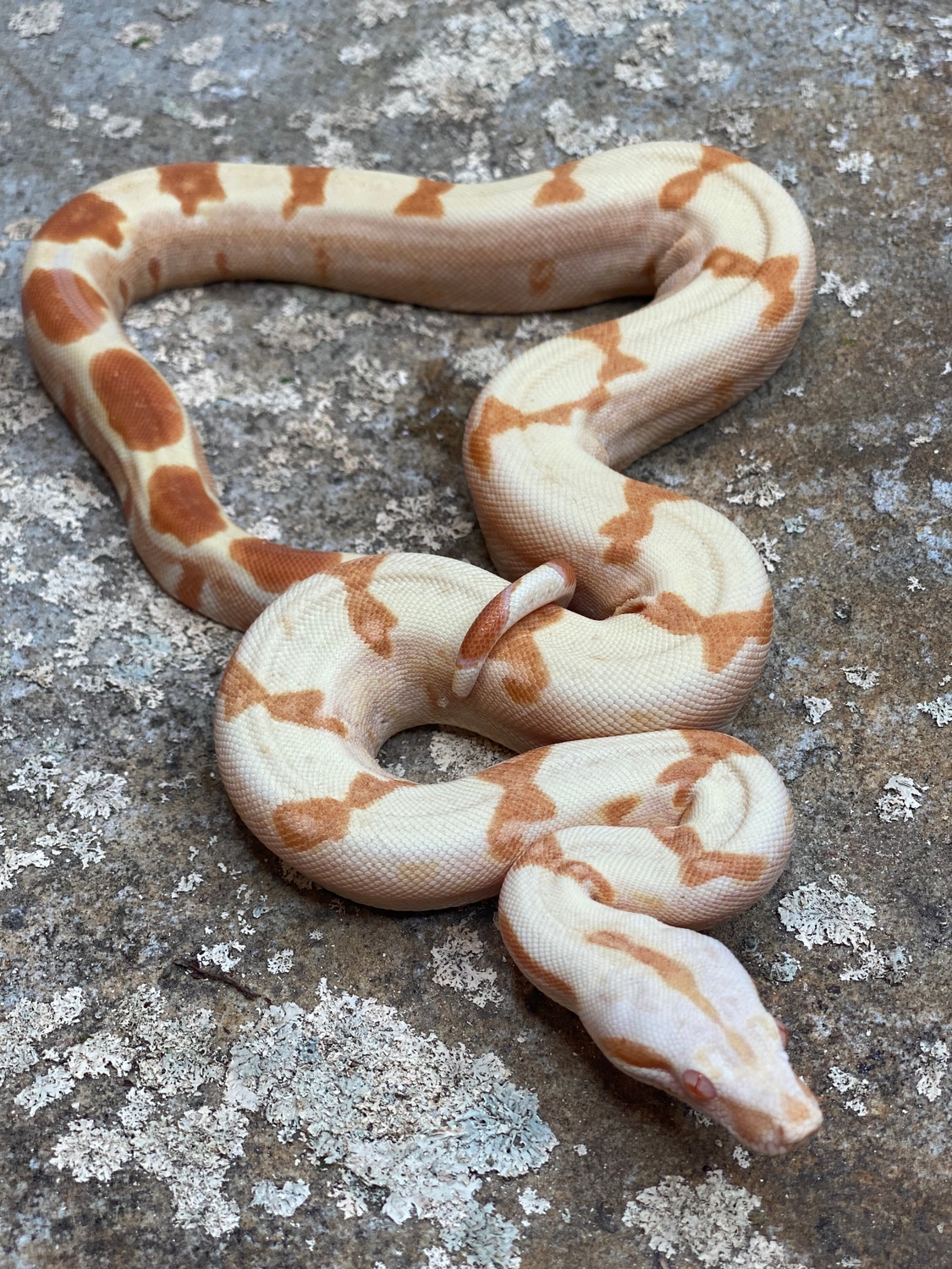 2022 Purple Sharp Sunglow Female Boa Constrictor by Treehouse Reptiles