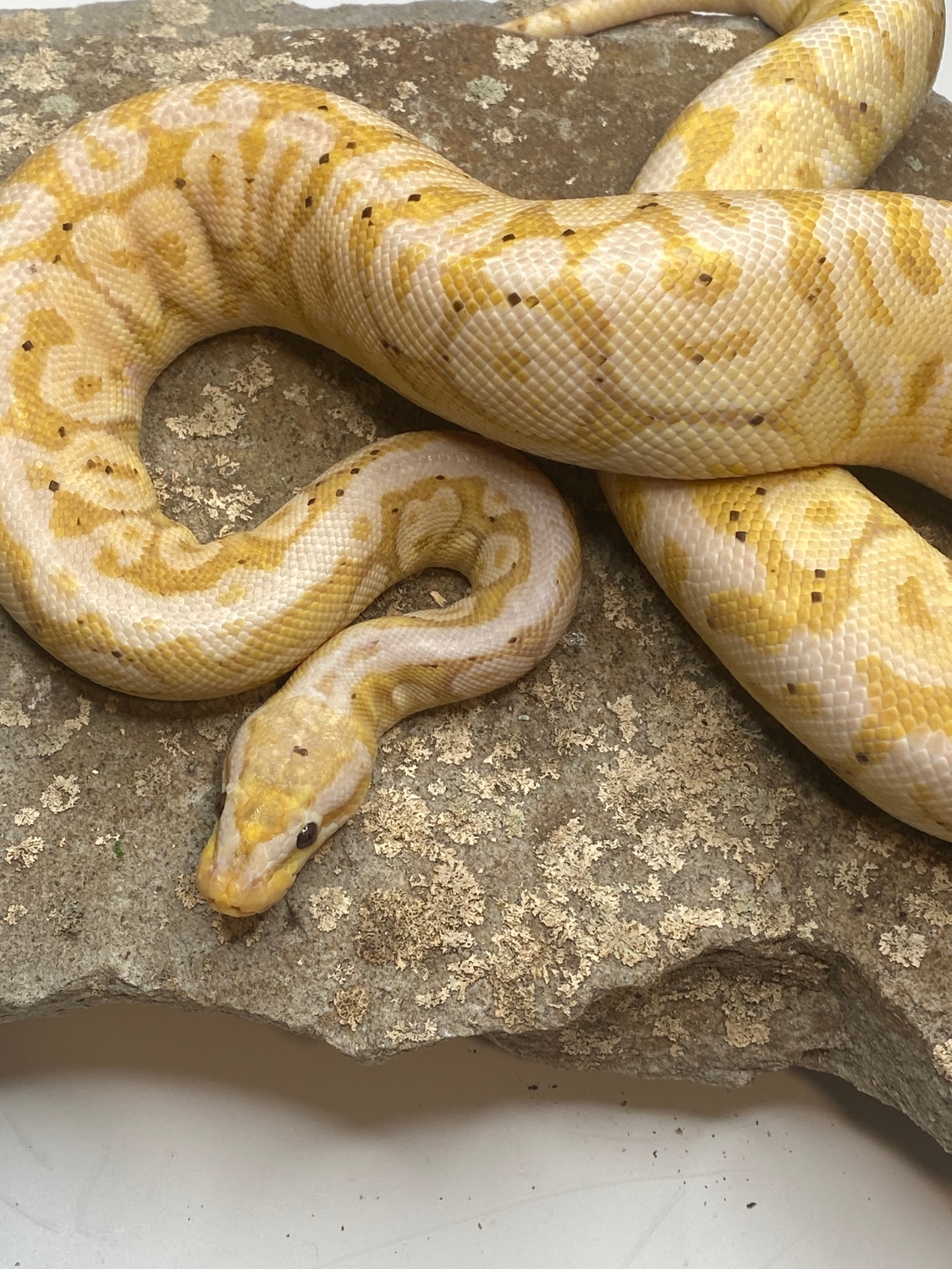 2018 Pastel Banana HGW Male Ball Python by Treehouse Reptiles MorphMarket