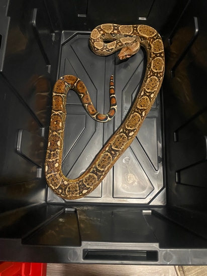 2015 Sigma Het Leopard Breeder Female - FREE Shipping Boa Constrictor ...