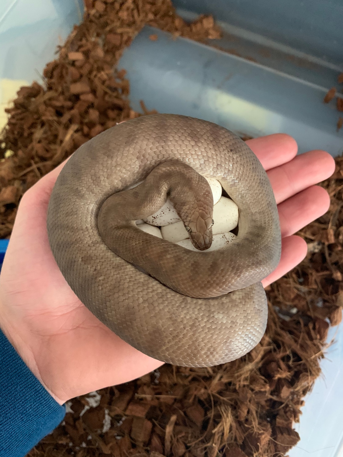 Breeding Trio Children's Python by Exotics Unlimited - MorphMarket