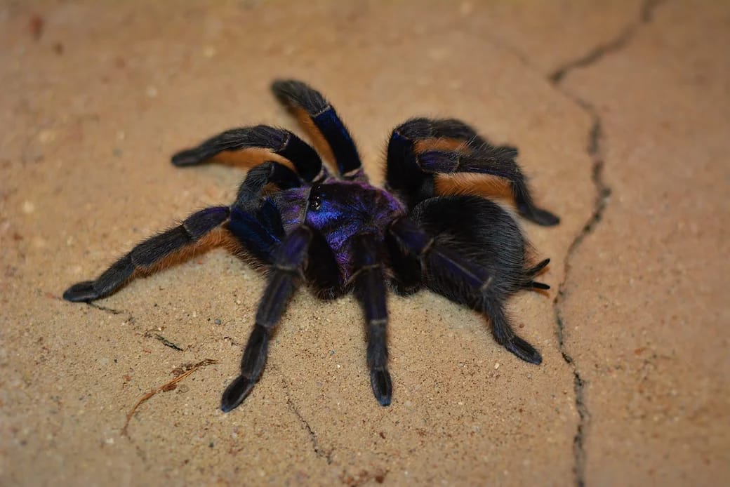 Phormictopus Sp. 'Dominican Purple Tarantula by Exotics Unlimited