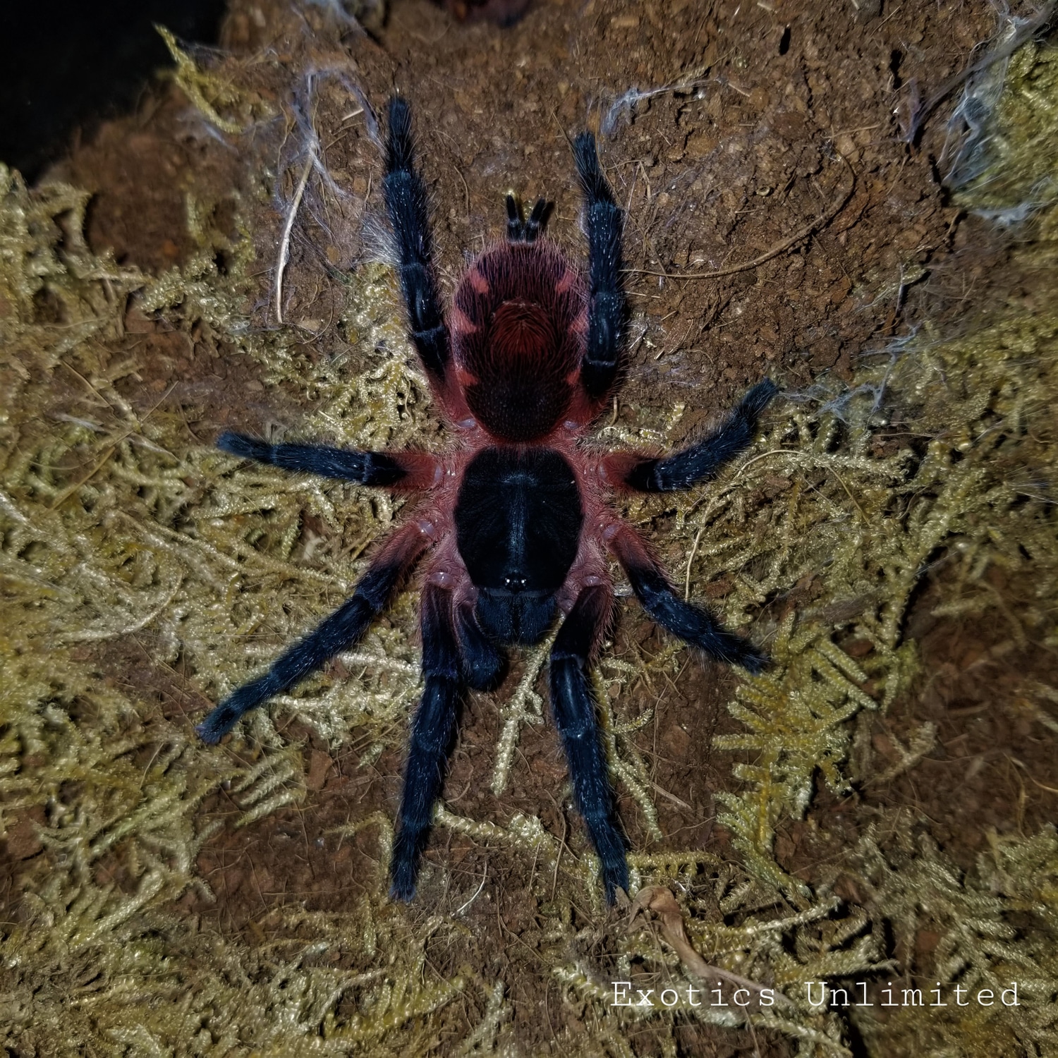 SALE Theraphosinae Sp. Panama (Lava ) 0.5