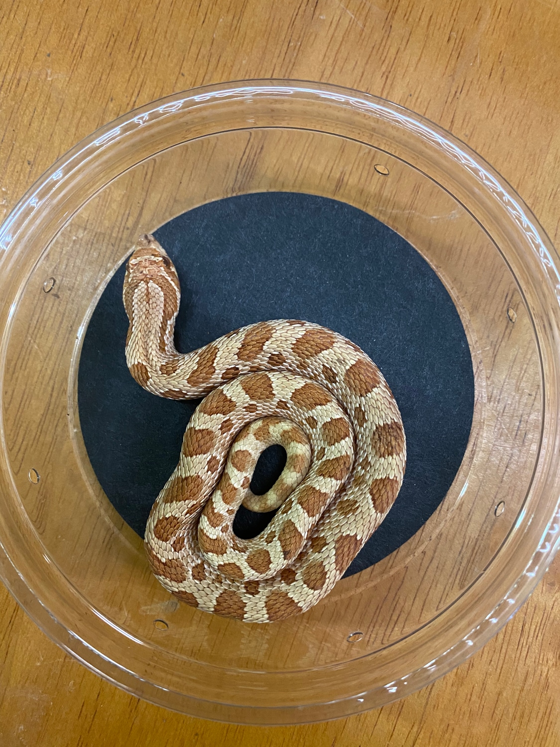 Exotics Unlimited's Collection MorphMarket