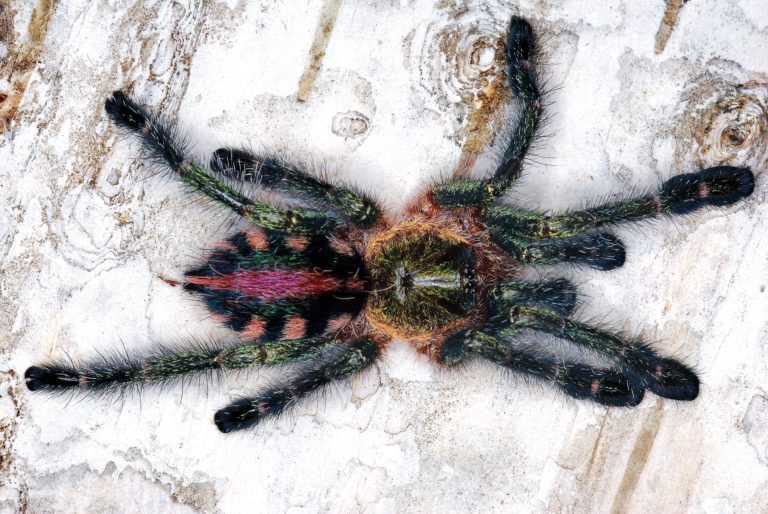 Ybyrapora Diversipes (Amazon Sapphire PinkToe) Tarantula by Exotics Unlimited MorphMarket