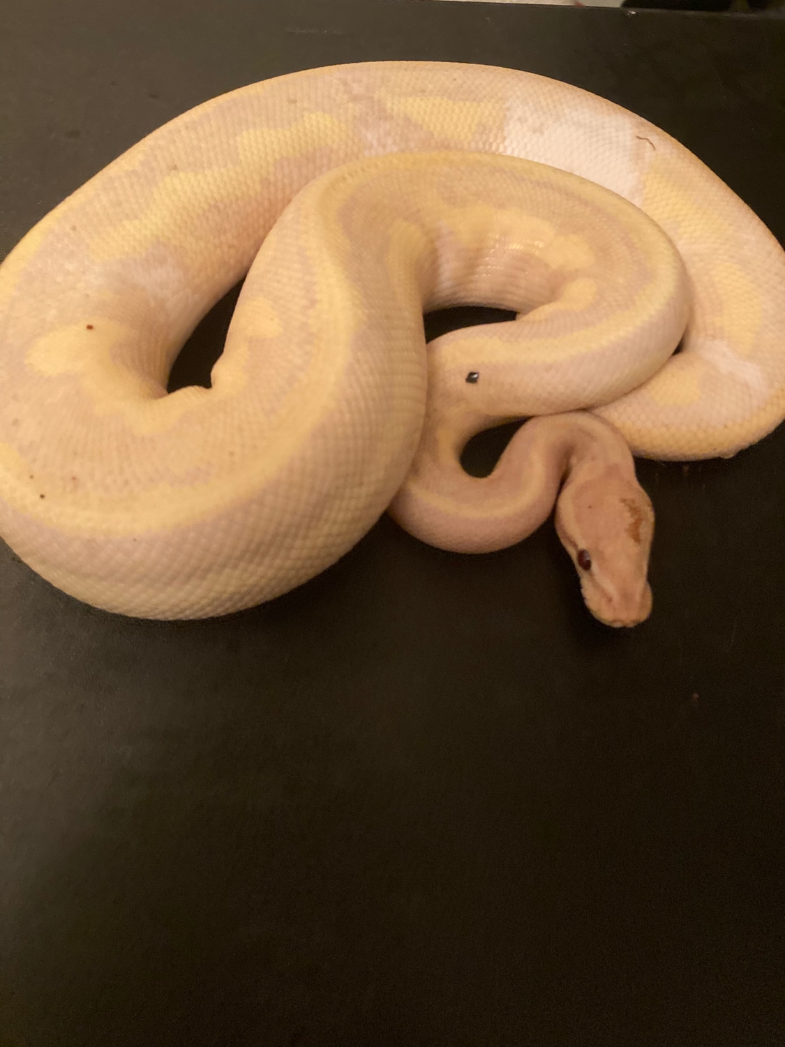 Super Banana Desert Ghost Pied Ball Python by Syd’s Snakes MorphMarket