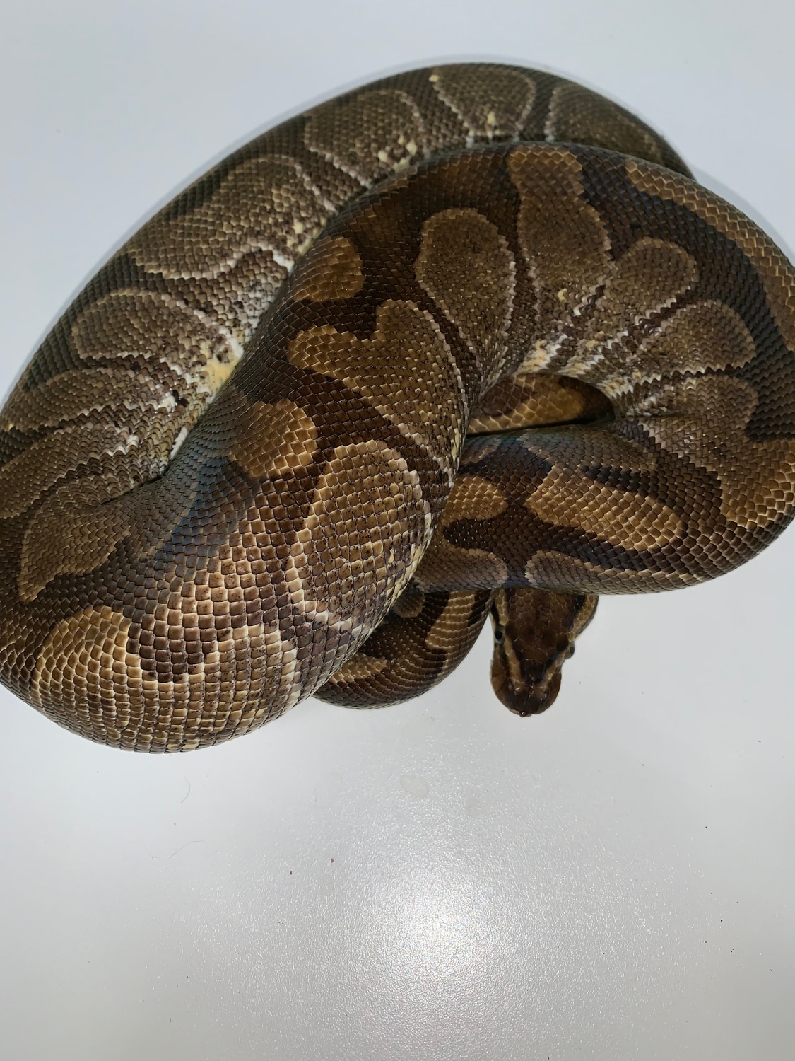 Adult Enchi Female Ball Python by T-Rexx-Reptiles - MorphMarket