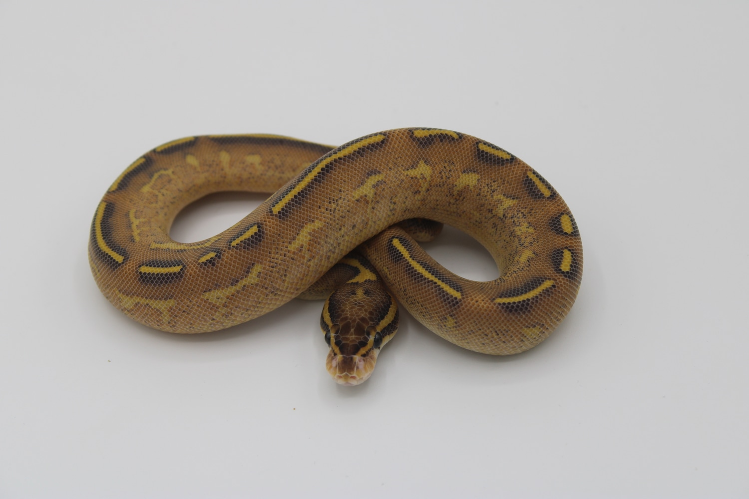 Highway Ball Python by T-Rexx-Reptiles - MorphMarket