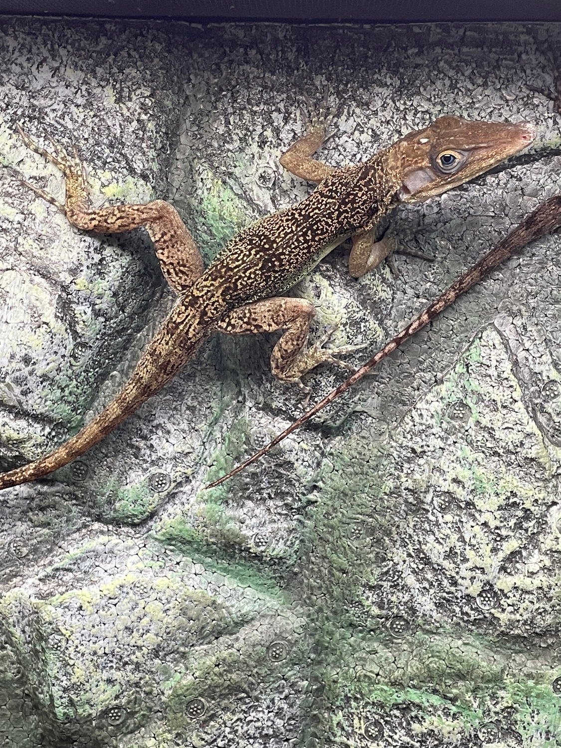 1.1 Anolis Vermiculatus Anole by Tricity Reptiles - MorphMarket