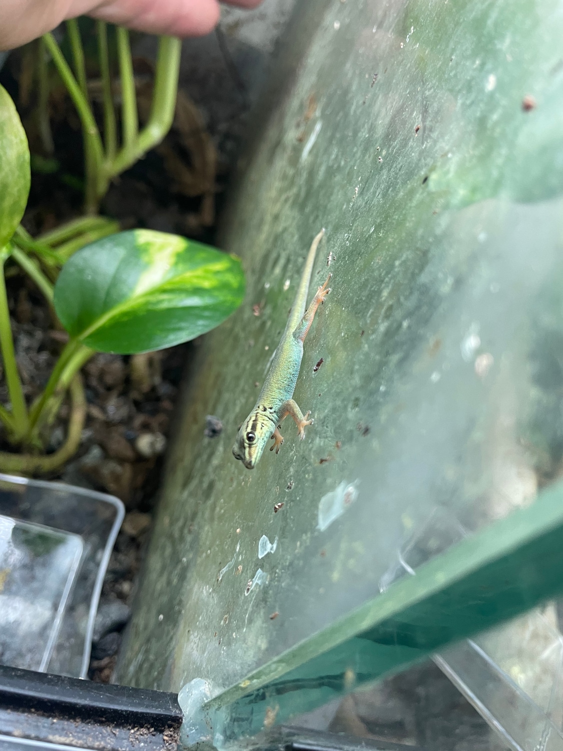Lygodactylus Williamsi Day Gecko by Tricity Reptiles MorphMarket