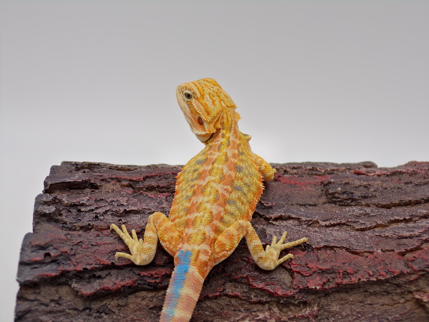 Citrus Tiger Hypo Leatherback Central Bearded Dragon by Trilogy Dragons