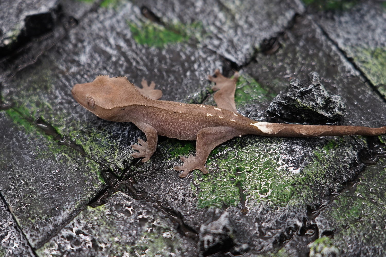 Axanthic Crested Gecko by Triple 2 Reptile - MorphMarket